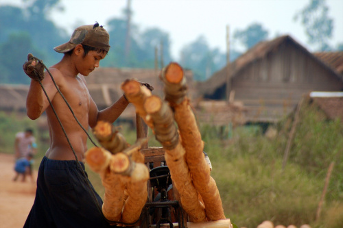 “Cash is king”: Forested countries must see REDD+ financial rewards