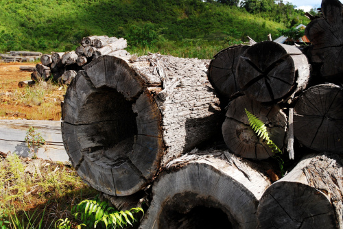 Logging in tropical forests: not all is lost