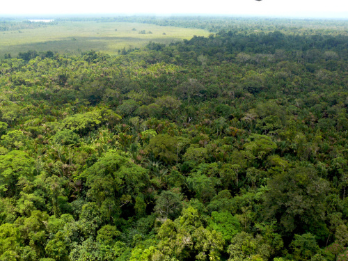 Bonn climate talks: Forest-rich nations need progress on MRV and REDD+ financing