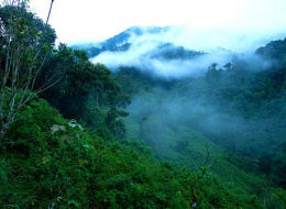 Sustainable development needs more than just green economy: Ecuador minister