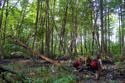 Pengelolaan Karbon Hutan Indonesia Miliki Payung Hukum