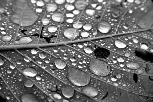 Rio+20 Dialogues: Water scarcity under a changing climate, can forests help win the battle?