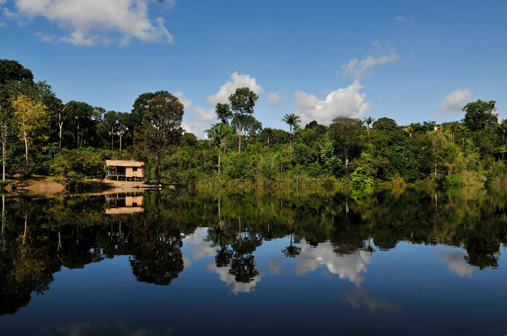REDD+ as an idea is a success but implementing it is fraught with challenges, global study says