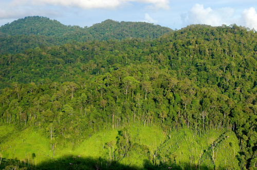 Indonesia seeks “multi-bilateralism” to help get REDD+ off the ground
