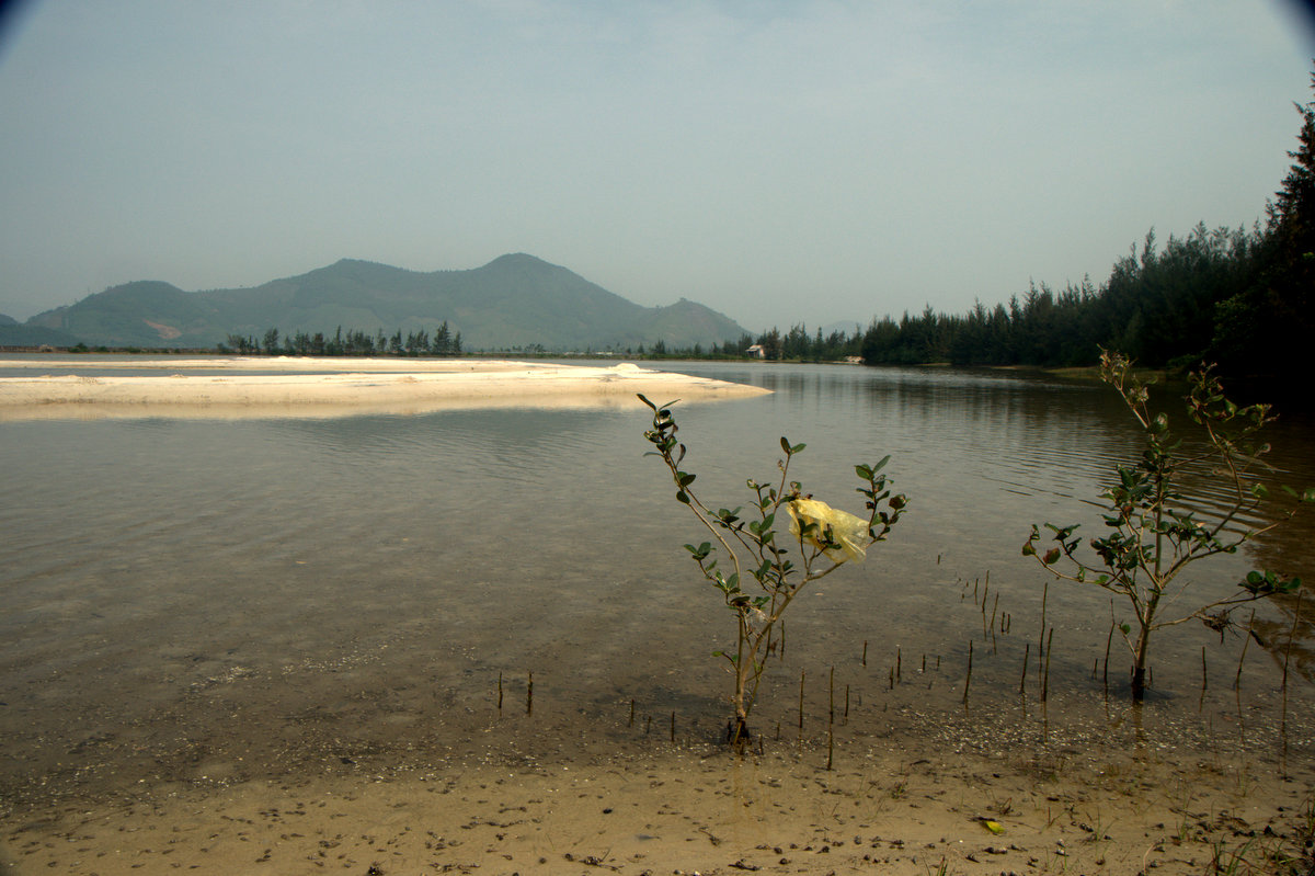 Ecosystem-based adaptation most effective in coastal cities, study shows