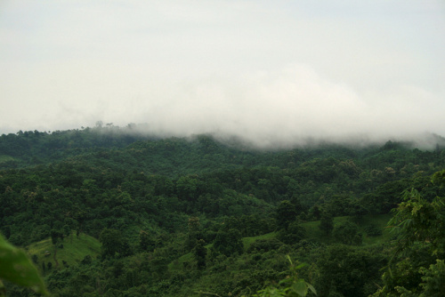 Bangladesh forests disappearing at “alarming rate”, says expert