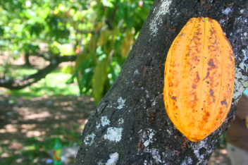 Cocoa producers in the Amazon want to compete globally, while protecting tropical forests