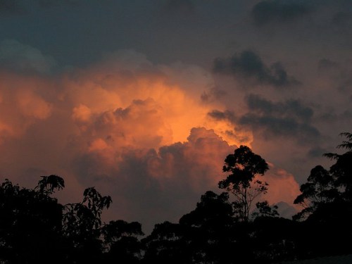 REDD+ without regrets: CIFOR Director General on where to from here