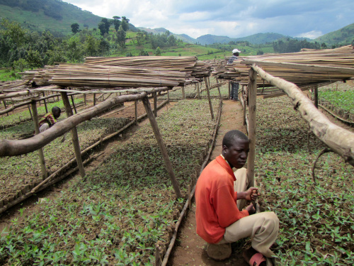 Make it rain: Planting forests could help drought-stricken regions
