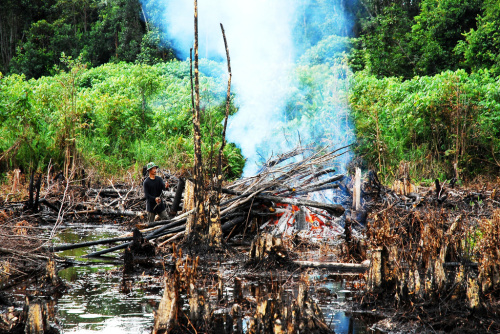 Charred lands: fertile grounds for sustainable agriculture in Kalimantan?