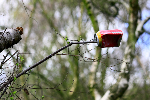 Policymakers must consider forests before deciding on sustainable development goals