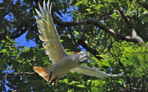 Agriculture: friend or foe of the Moluccan cockatoo?