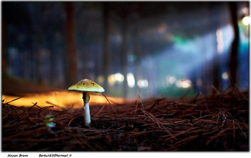 Commericalization of nuts, mushrooms could hurt health of forest dwellers