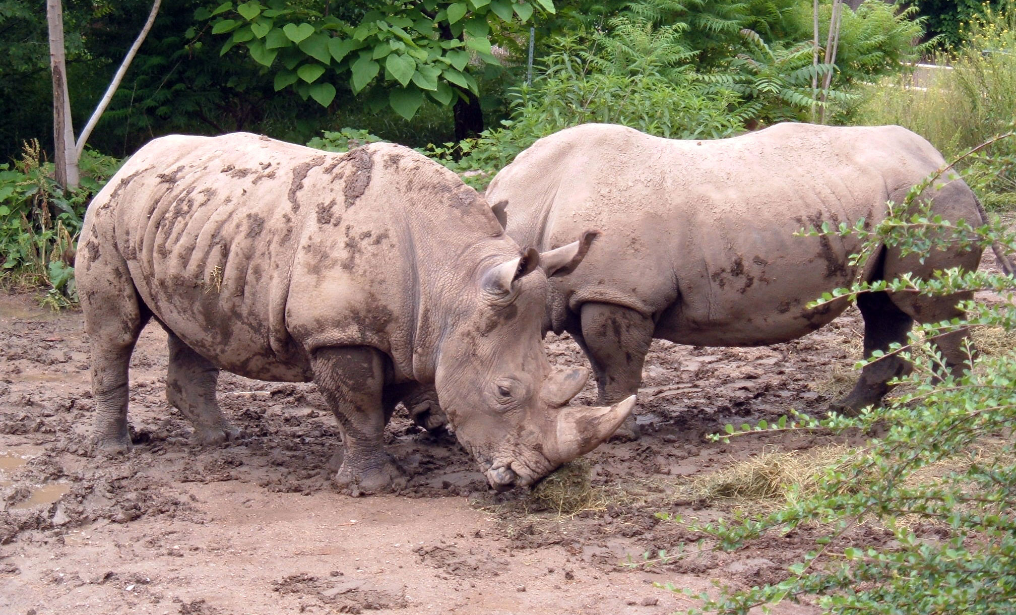 Indonesia brings new hope for rhino conservation