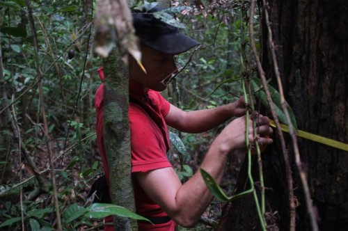 Proyek percontohan REDD+ Merang hasilkan teknik pendugaan cadangan karbon lahan gambut