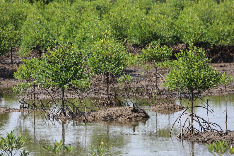 Can we break the REDD+ stalemate?