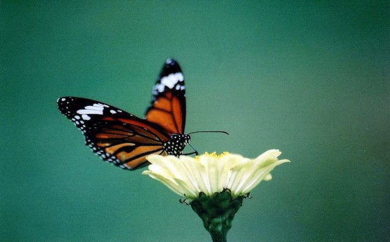 biodiversity