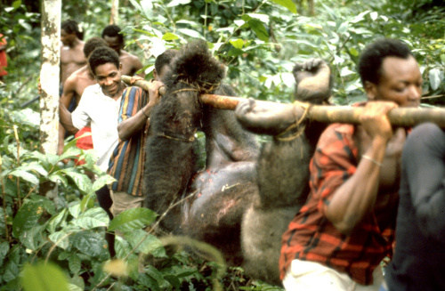 The Bushmeat Dilemma: Forest communities will hunt, but can they do it sustainably?