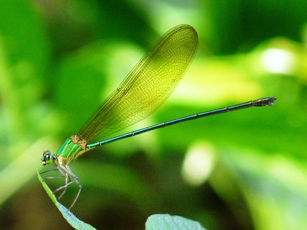 My first systematic review: How I fell in love