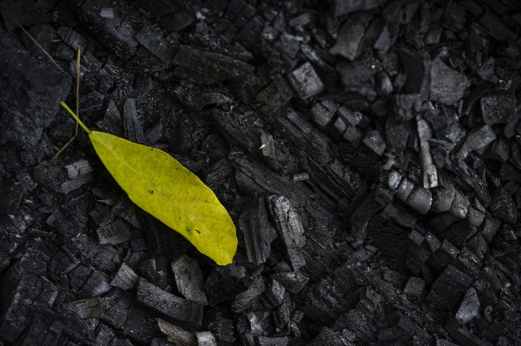 Under Threat: Deforestation pressure on Congo Basin forests increasing