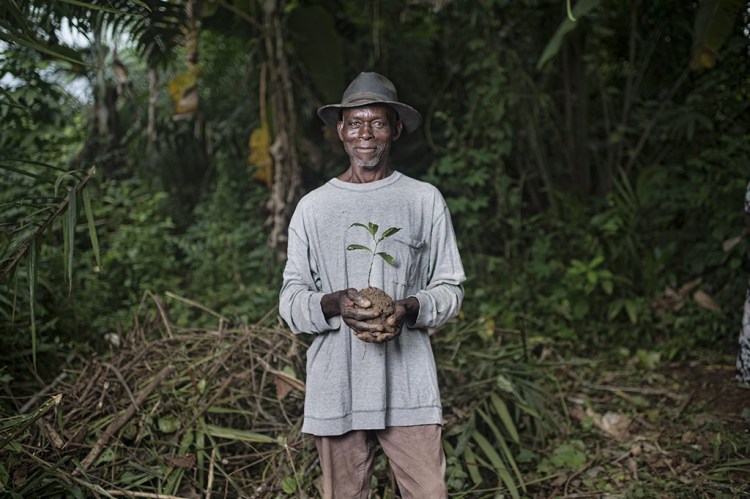 Taming Okok: Domesticating forest foods in Cameroon