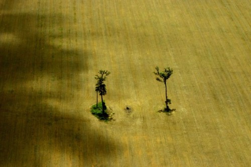 Hutan atau pertanian: timbal balik yang belum tentu berlaku “ bagi semua atau tidak sama sekali”