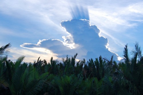 Provinsi percontohan REDD+ Indonesia: bagaimana kemajuan setelah dua tahun?