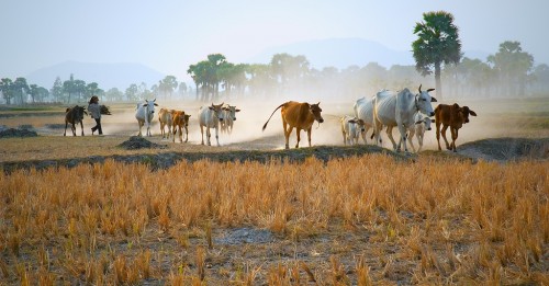 Dunia baru yang berani: kecenderungan global mengubah masa depan deforestasi