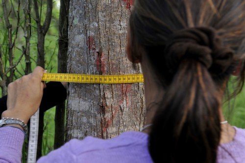 Kebijakan pengurangan emisi harus berdasarkan akurasi pengukuran karbon
