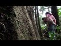 Mujeres en el Bosque