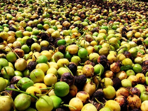Biji jarak yang belum kupas sedang dikeringkan sebelum proses ekstraksi minyak. Wouter Achten