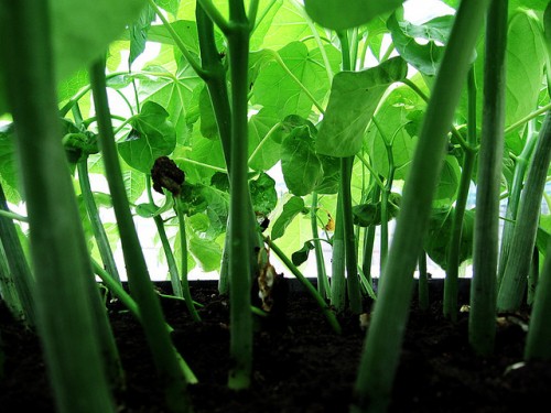 Hilangnya karbon: Riset baru bertanya akan kelanjutan bahan bakar nabati di lahan kering