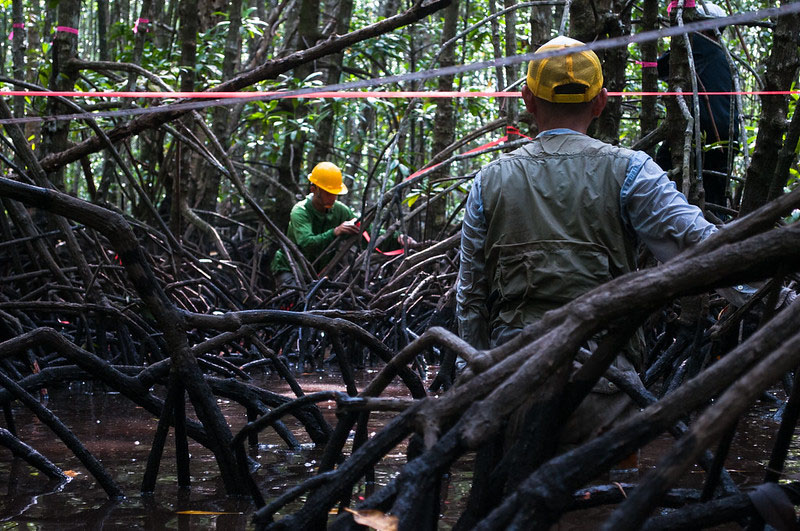 Could sustainable logging save Indonesia’s mangroves?