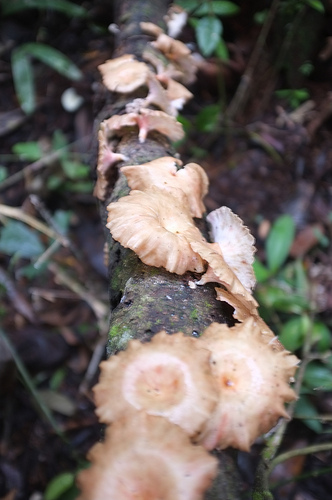 Pemikiran-pemikiran mengenai Laporan Kebijakan Pangan Global 2012