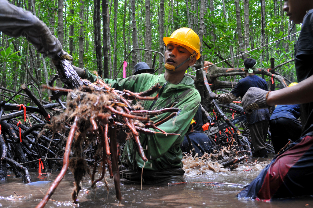 Mampukah penebangan lestari menyelamatkan hutan mangrove Indonesia?