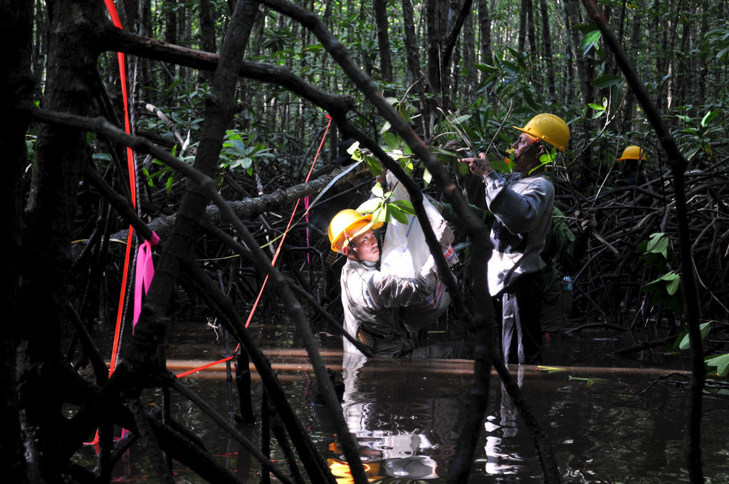 ‘Dirty Science’: Excavating the truth about mangroves and carbon