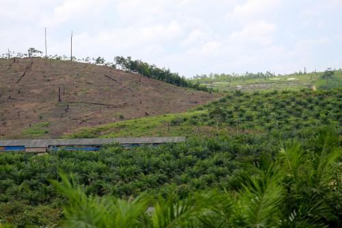 Upaya “Pertumbuhan Hijau” Kalimantan Timur di tengah pembangunan ekonomi nasional
