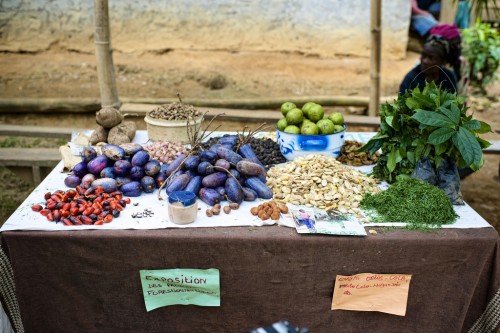 Non-timber forest products, mainly used for subsistence, could provide a business opportunity for communities in the Congo Basin. Ollivier Girard/CIFOR.