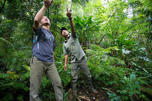 In pictures: Searching for the endangered Javan leopard