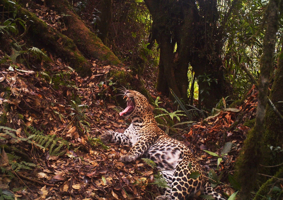 Despite threats to habitat, new photos provide hope for endangered Javan Leopard
