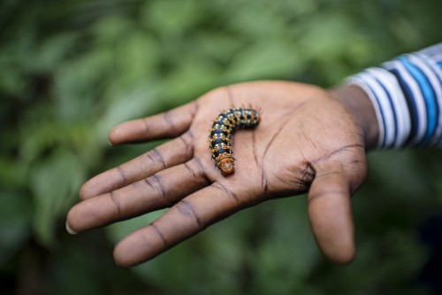 The Congo Basin contains the world’s second largest area of tropical forests - but a quarter is marked out for logging. Ollivier Girard 