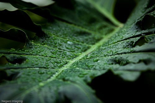 El rol del bosque de la cuenca del Congo como generador de lluvia