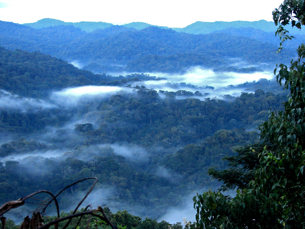 East Africa: An urgent need to monitor the forests