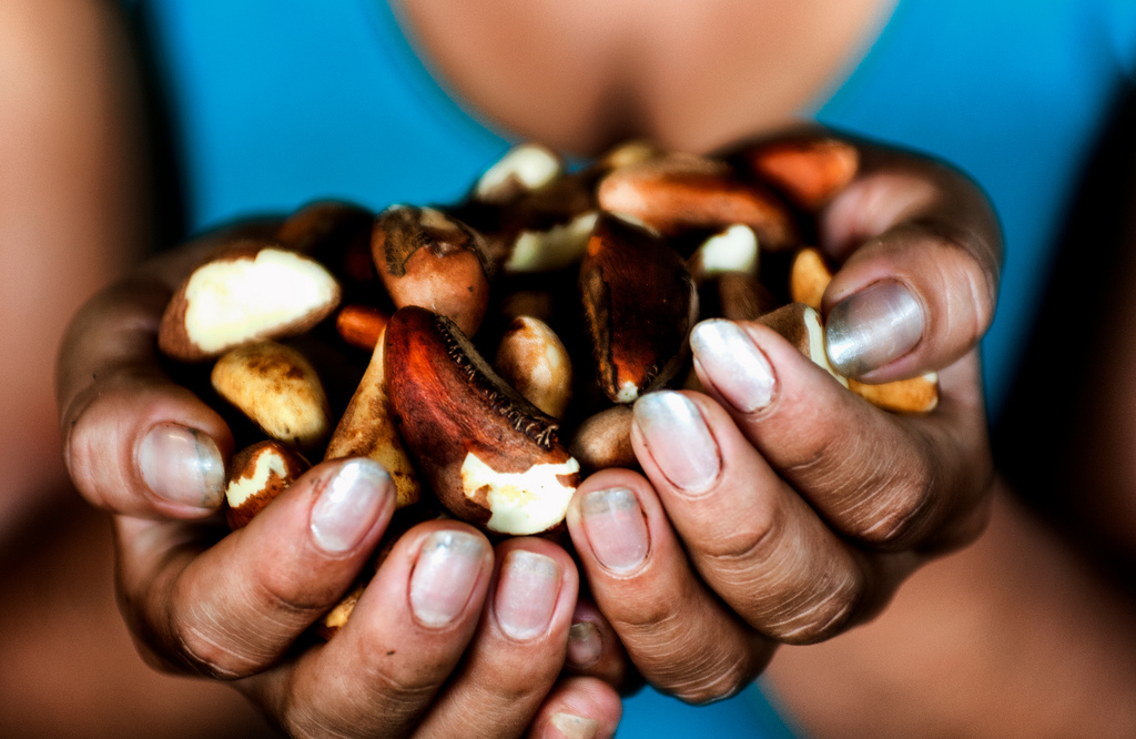 From the Amazon to the world: A story of Brazil nuts