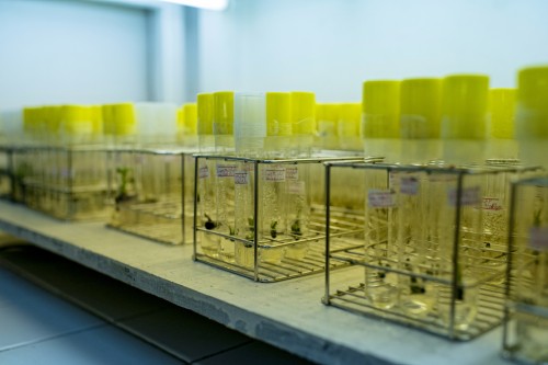 Kepunahan tak kasat mata sumber daya genetik hutan: Dapatkah pepohonan bertahan?