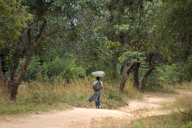 Carbon research in Zambia forests to help build REDD+ strategy