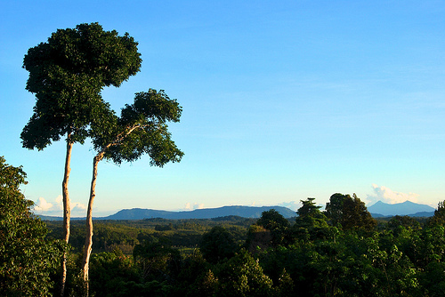 “Bantuanisasi” REDD+: Bagaimana hal ini berubah dan mengapa menjadi masalah?