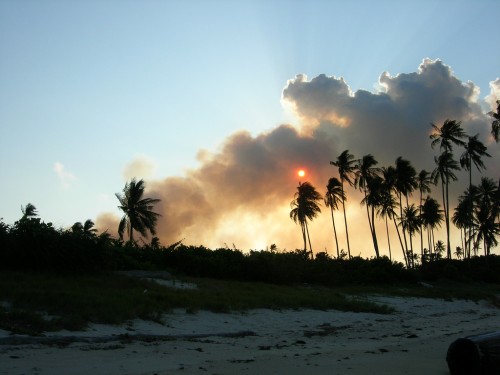 Riset: Hampir seperempat kebakaran di bulan Juni terjadi di perkebunan industri