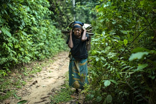 Los bosques y la seguridad alimentaria nuevamente en la agenda global