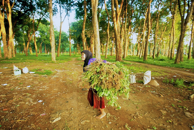 Indonesian president delivers promised REDD+ agency